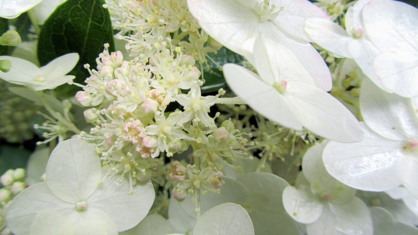 Hydrangea paniculata 'Unique' kwiaty