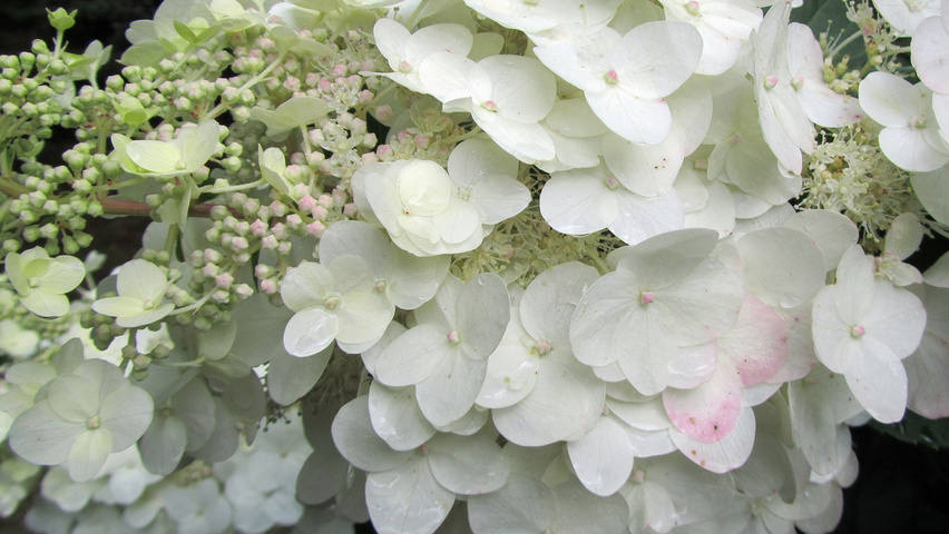 Hydrangea paniculata 'Unique' kwiaty