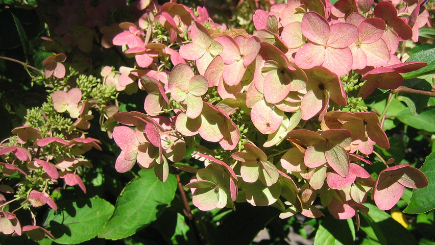 Hydrangea paniculata 'Unique' kwiaty