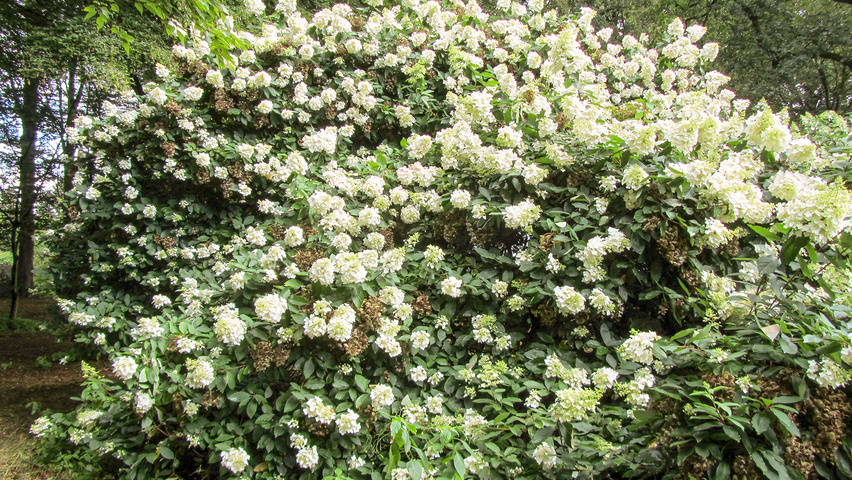 Hydrangea paniculata 'Unique' krzewy soliterowe