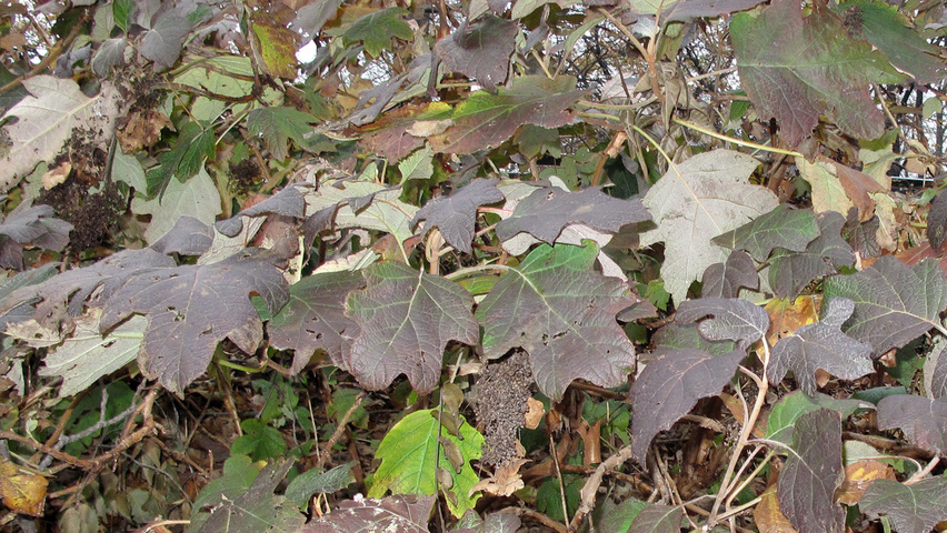 Hydrangea quercifolia liście jesienią