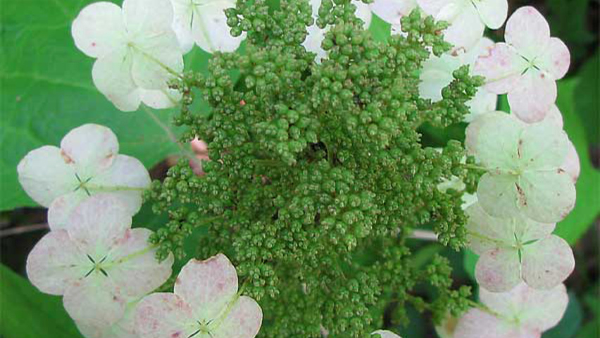 Hydrangea quercifolia kwiaty