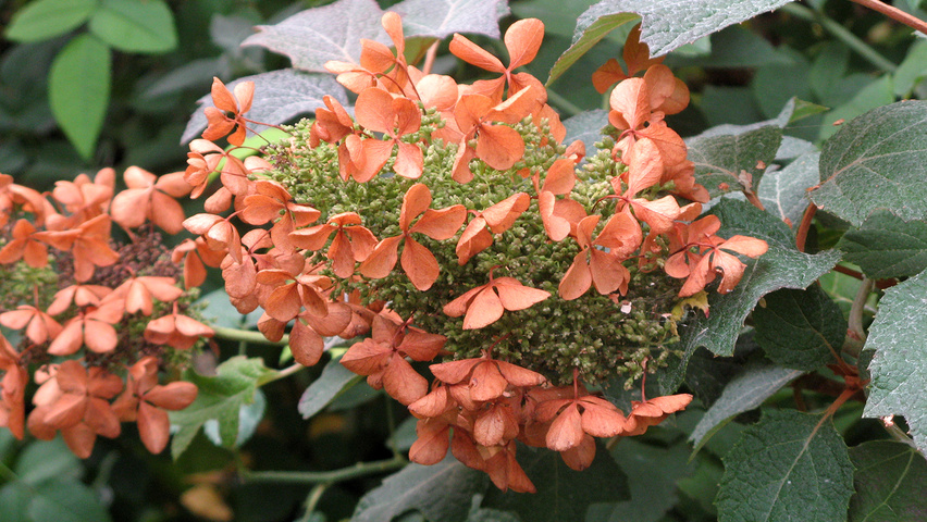 Hydrangea quercifolia kwiaty