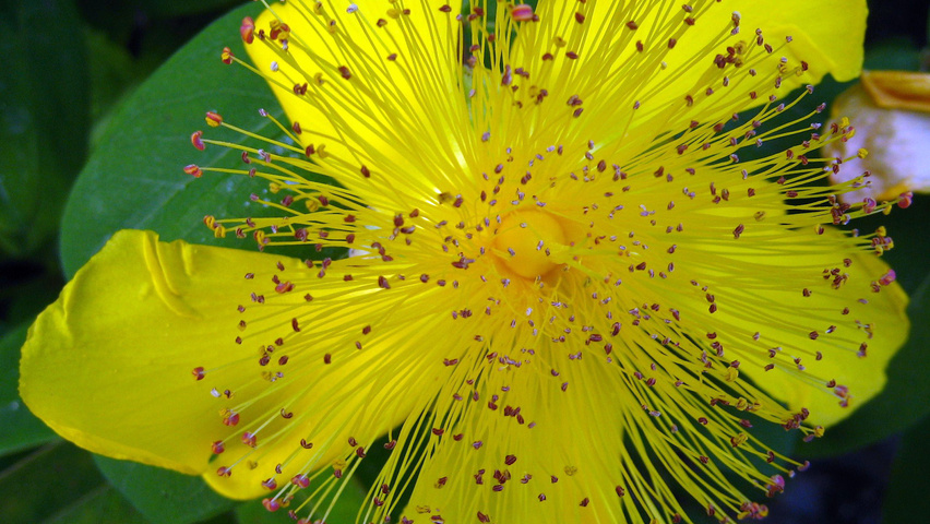 Hypericum calycinum Blumen
