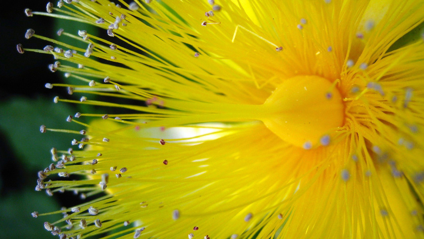 Hypericum calycinum Blumen