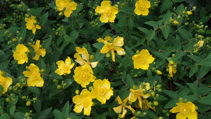 Hypericum calycinum Solitärgehölze