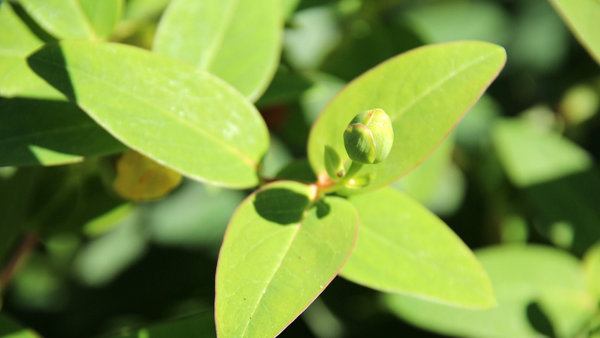 Hypericum Hidcote Treeebb Online Tree Finding Tool Ebben Nurseries