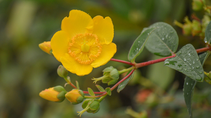 Hypericum x dummeri 'Peter Dummer' flowers