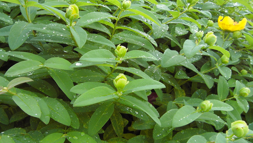 Hypericum x dummeri 'Peter Dummer' leaves