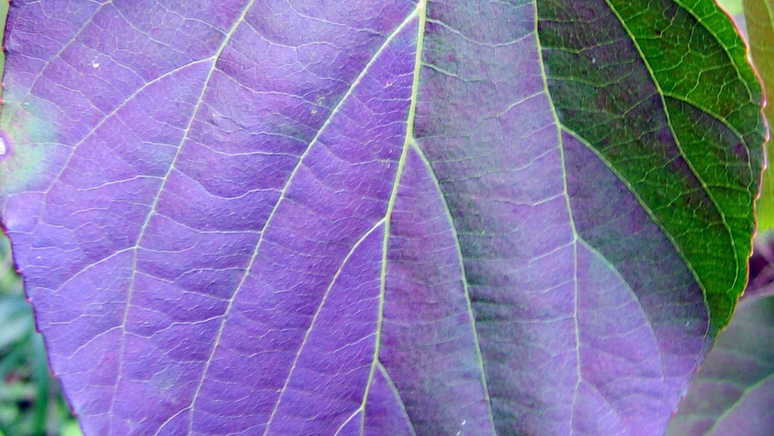 Idesia polycarpa liście jesienią