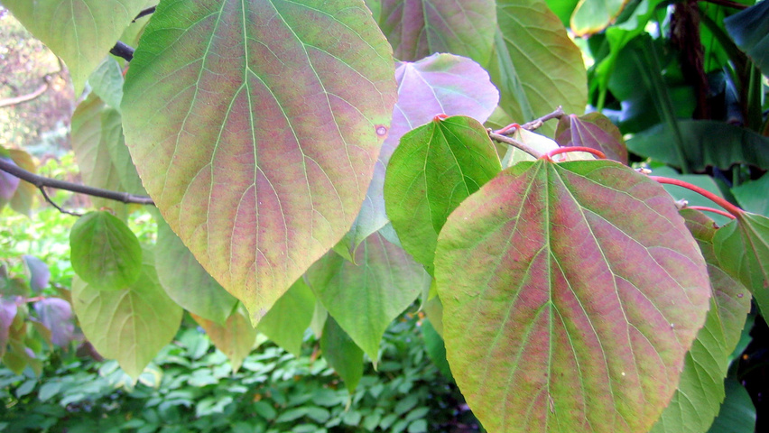 Idesia polycarpa liście jesienią