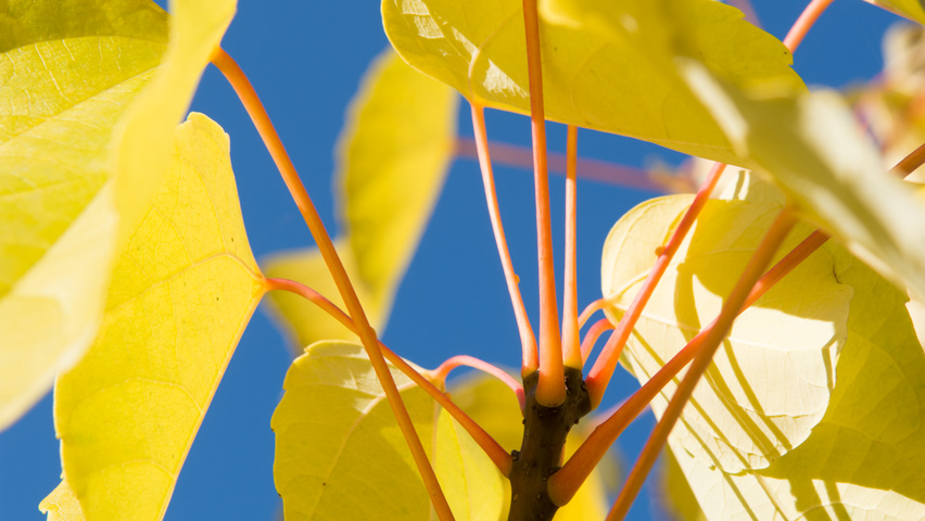 Idesia polycarpa liście jesienią