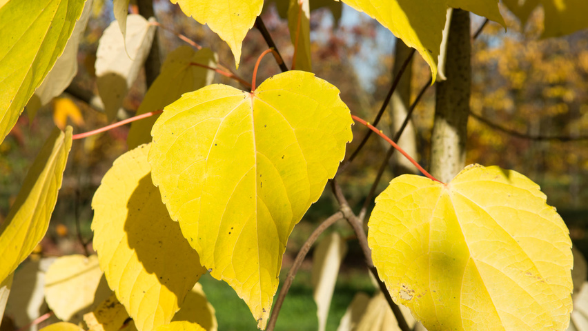 Idesia polycarpa liście jesienią