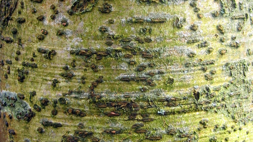 Idesia polycarpa kora