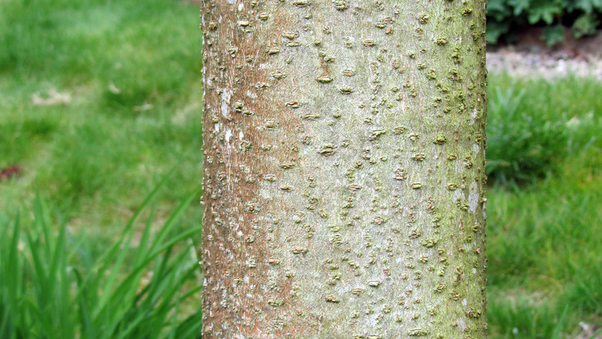 Idesia polycarpa kora