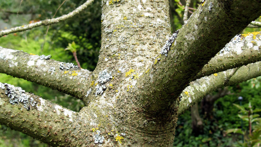 Idesia polycarpa kora