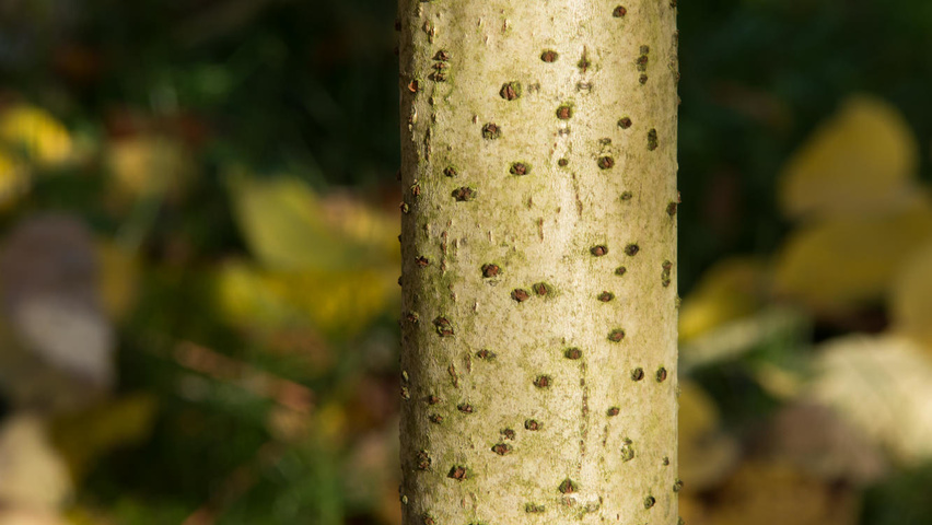 Idesia polycarpa kora