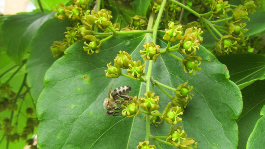 Idesia polycarpa kwiaty