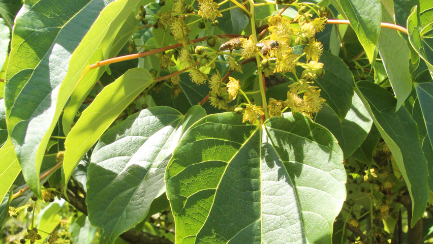 Idesia polycarpa kwiaty