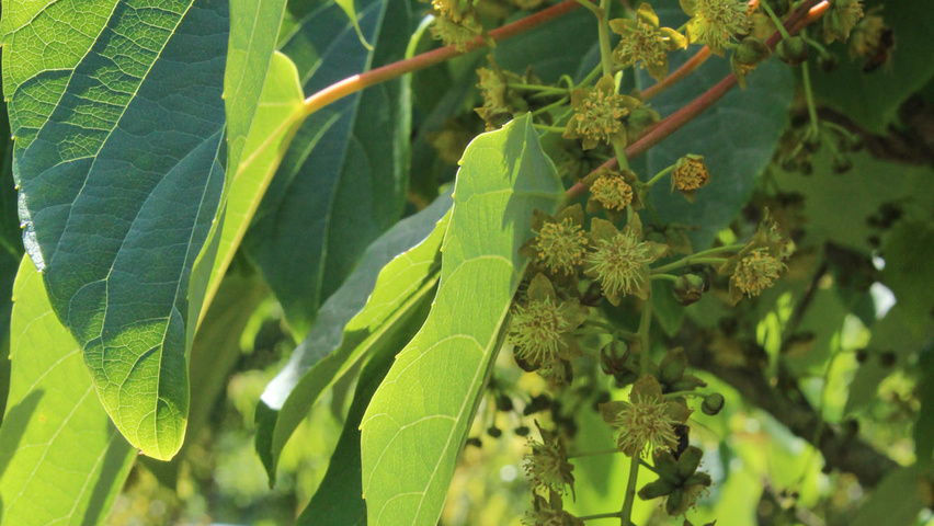 Idesia polycarpa kwiaty