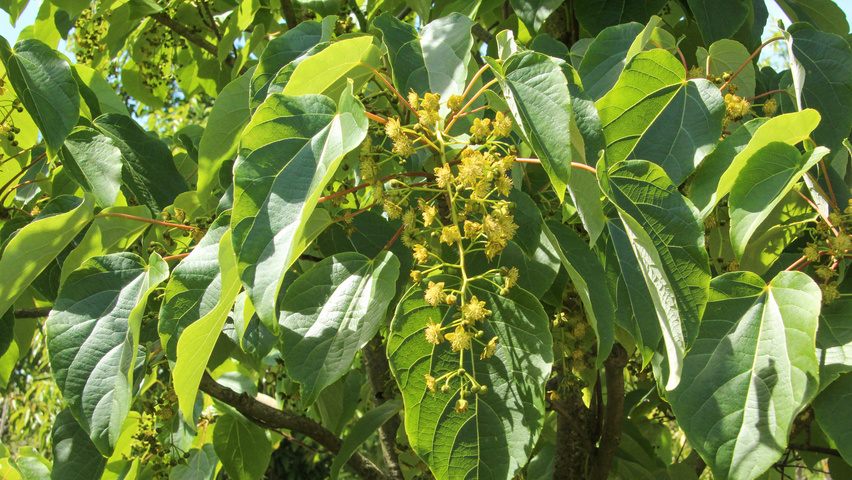 Idesia polycarpa kwiaty