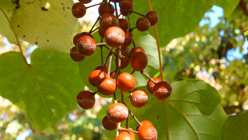Idesia polycarpa owoce