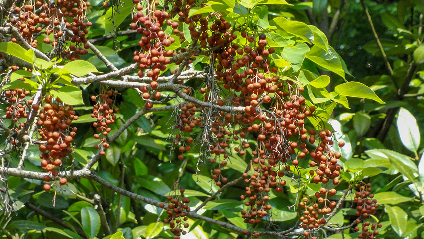 Idesia polycarpa owoce