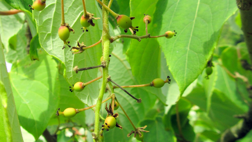 Idesia polycarpa owoce