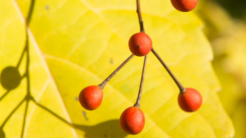 Idesia polycarpa owoce