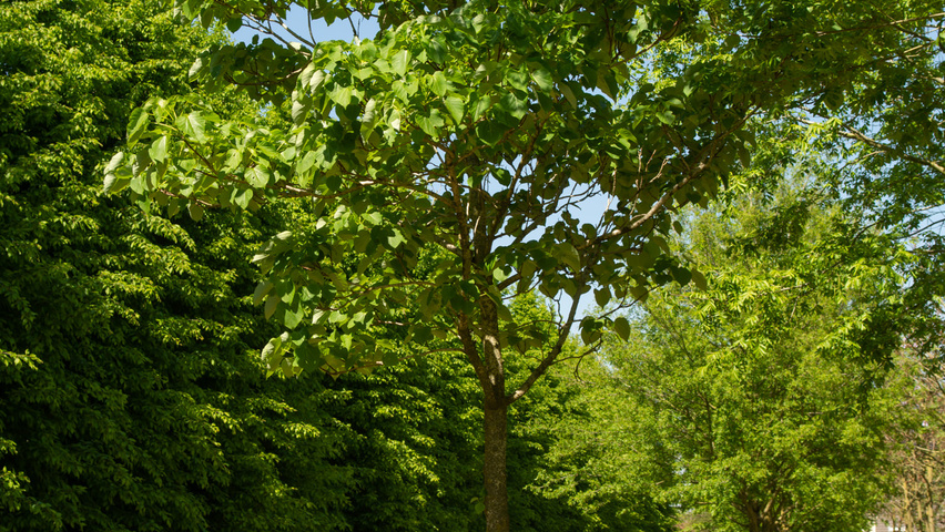 Idesia polycarpa pienne