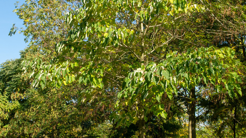 Idesia polycarpa pienne