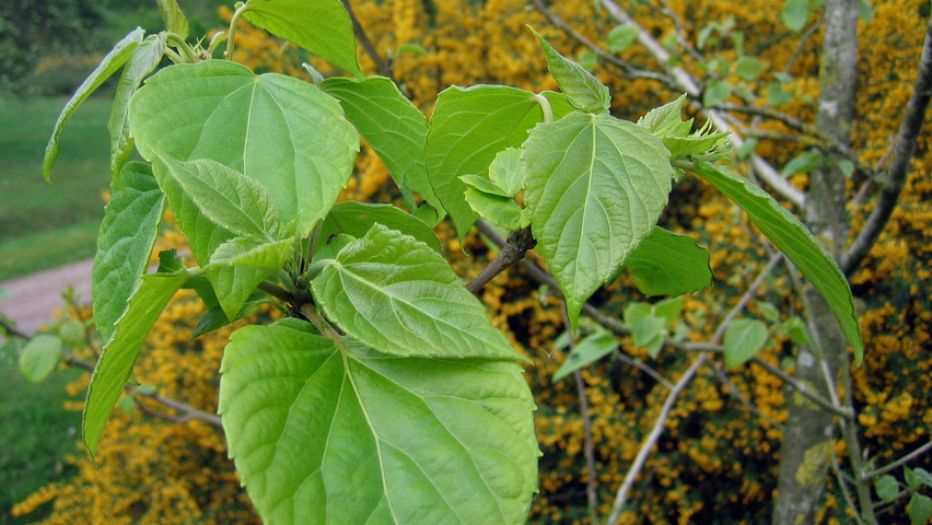Idesia polycarpa liście
