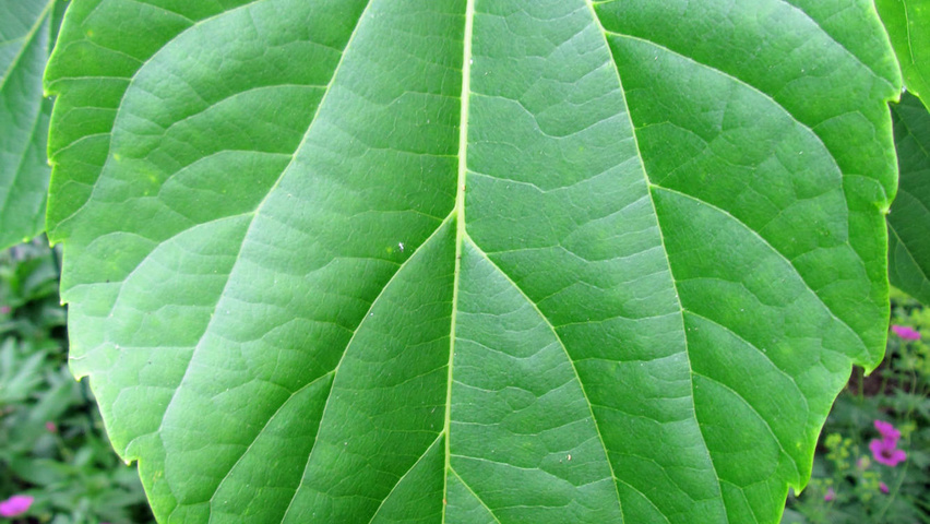 Idesia polycarpa liście