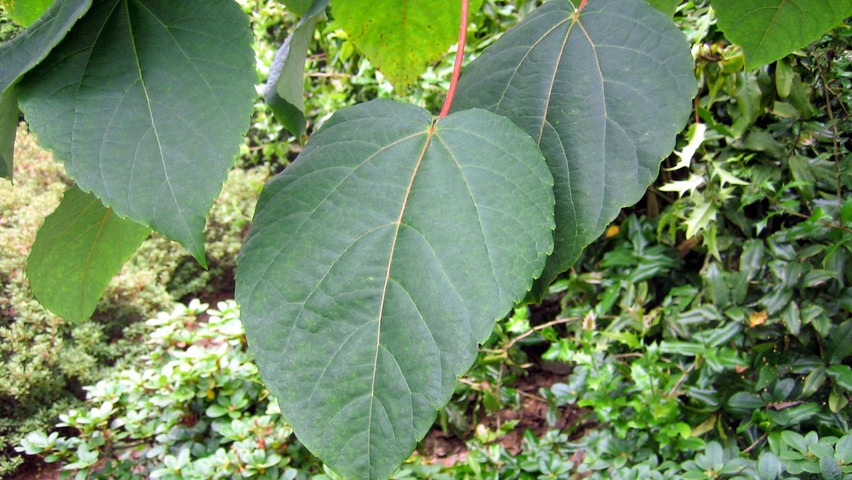 Idesia polycarpa liście