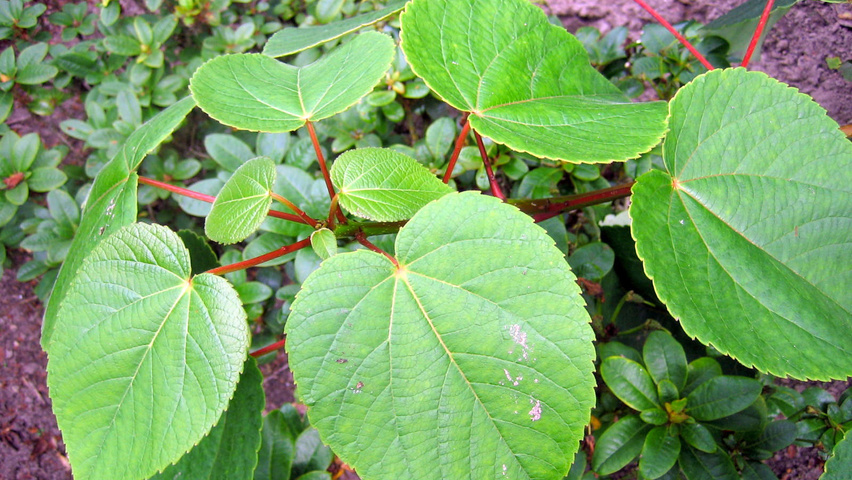 Idesia polycarpa liście