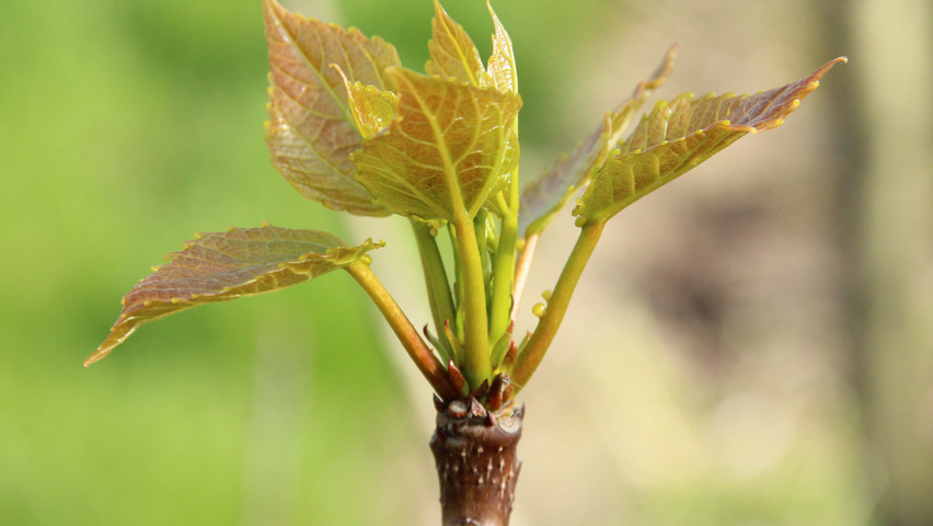 Idesia polycarpa liście