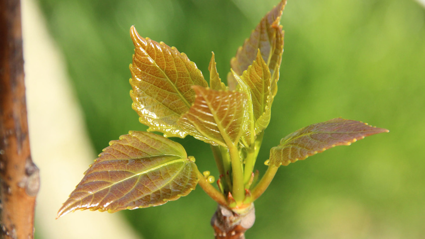 Idesia polycarpa liście