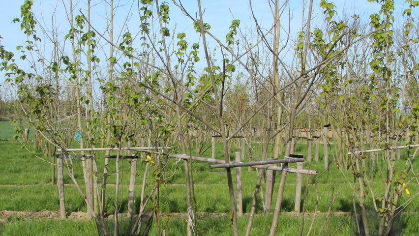 Idesia polycarpa wielopniowy