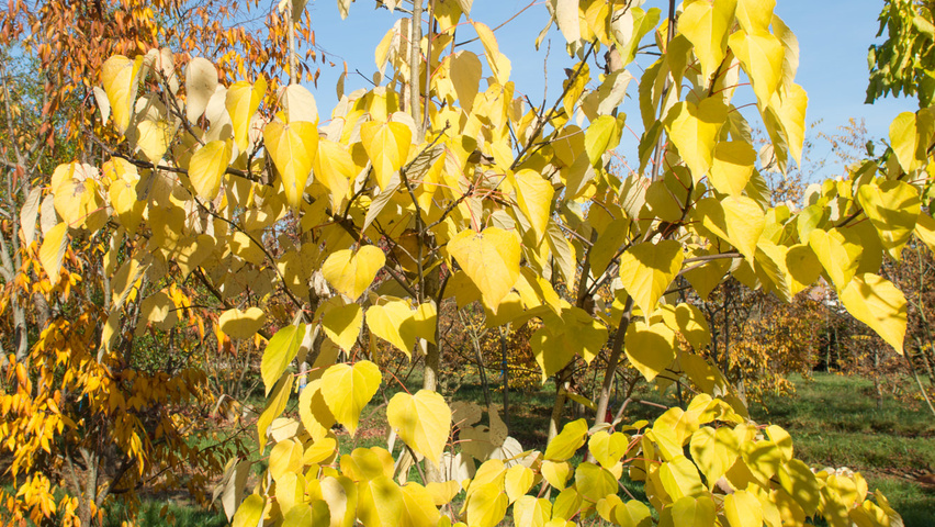 Idesia polycarpa wielopniowy