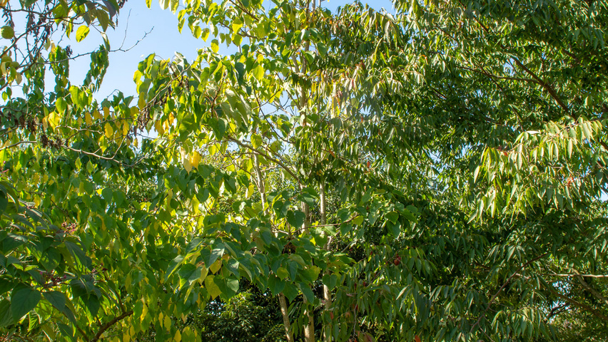 Idesia polycarpa wielopniowy