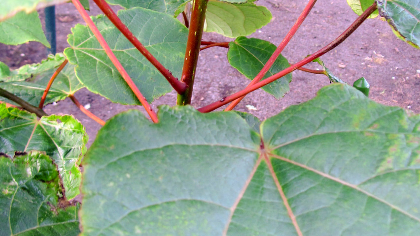 Idesia polycarpa pędy