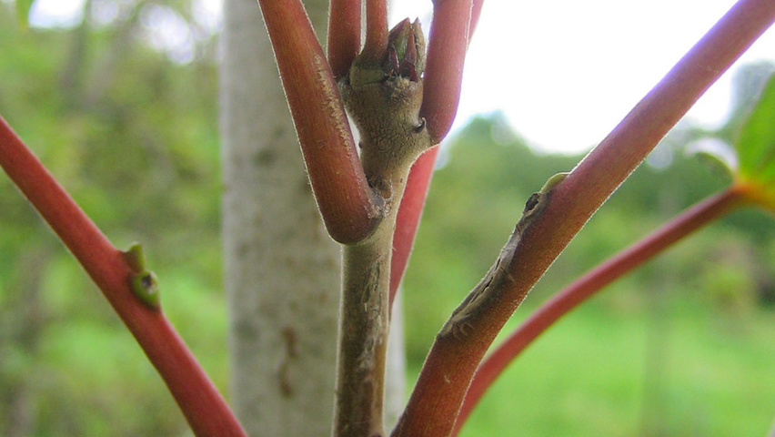 Idesia polycarpa pędy