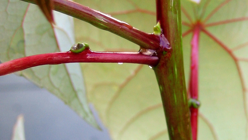 Idesia polycarpa pędy
