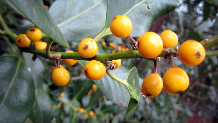 Ilex aquifolium 'Bacciflava' fruits