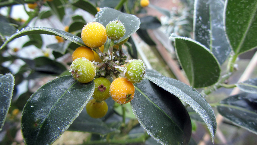 Ilex aquifolium 'Bacciflava' fruits
