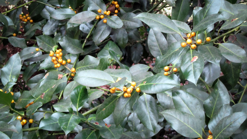 Ilex aquifolium 'Bacciflava' leaves