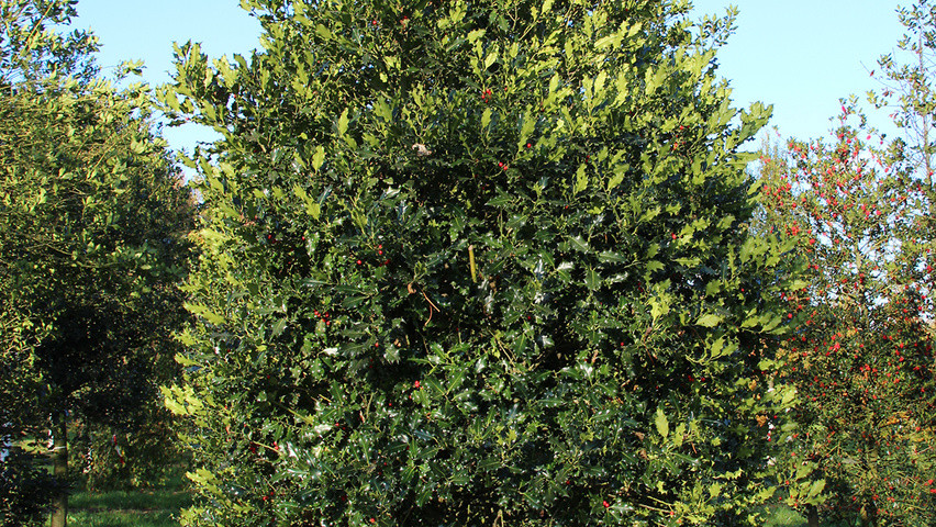 Ilex aquifolium Bienenkorb