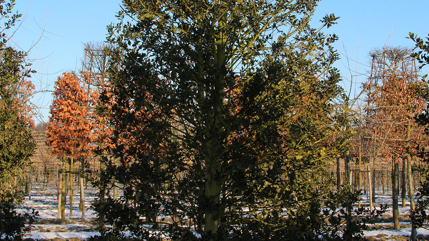 Ilex aquifolium Bienenkorb