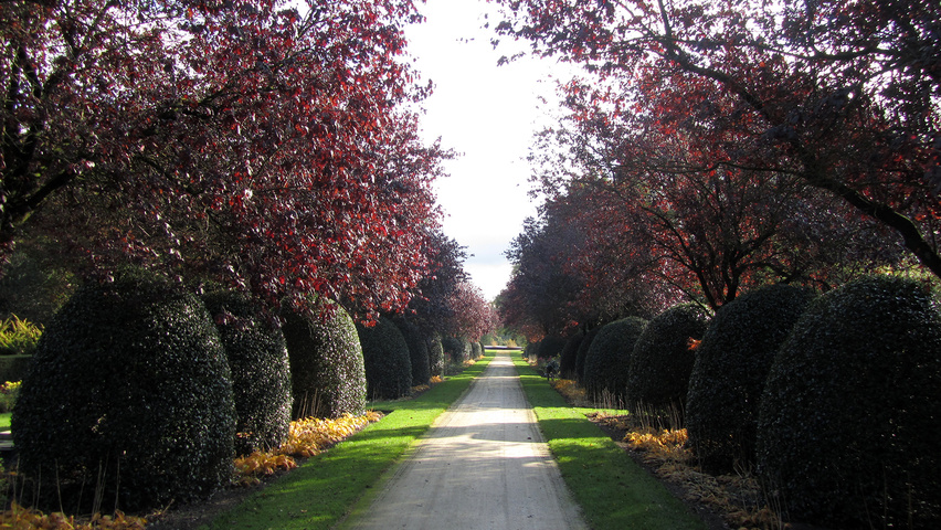 Ilex aquifolium Bienenkorb