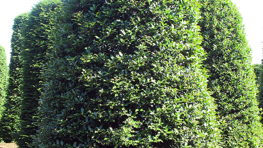 Ilex aquifolium Kegel